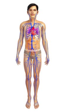 insan kalp anatomisi