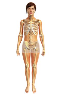 İnsan vücudu anatomisi