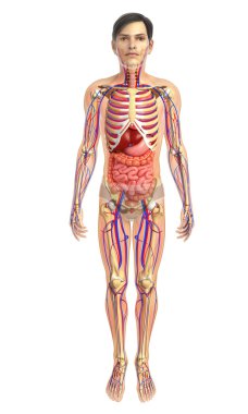 İnsan sindirim sistemi