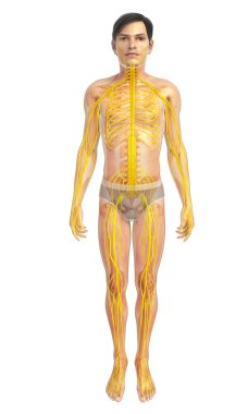 İnsan sinir sistemi sanat