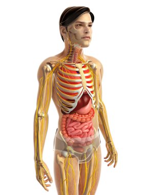 İnsan sindirim sistemi