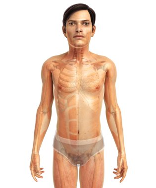 İnsan vücudu anatomisi