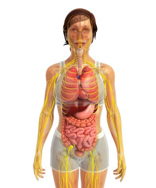 İnsan sindirim sistemi