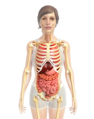 İnsan sindirim sistemi