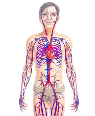 insan kalp anatomisi