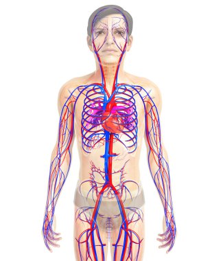 human heart anatomy clipart