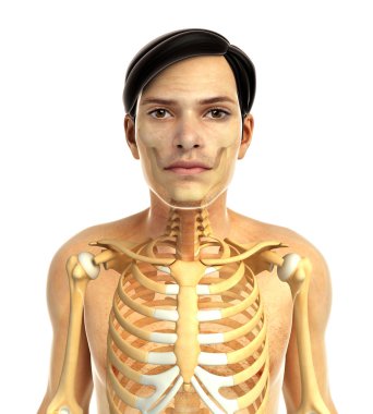 insan bakın çizimi