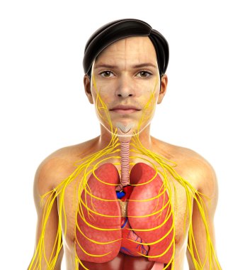 insan solunum sistemi