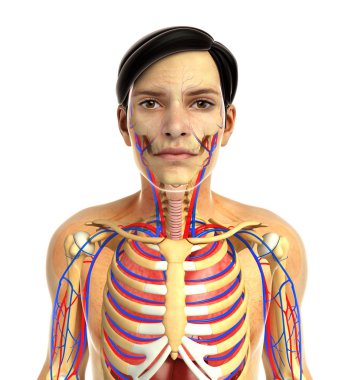 insan solunum sistemi