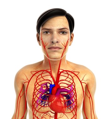 insan kalp anatomisi