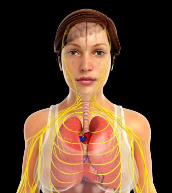 insan solunum sistemi