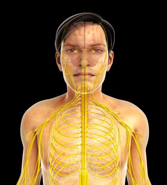 İnsan sinir sistemi sanat