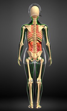 Lenfatik, iskelet ve sindirim sistemi kadın bedeni sanat