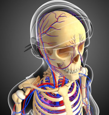kadın iskelet dolaşım sistemi