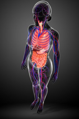 Sindirim ve dolaşım sistemi kadın bedeni