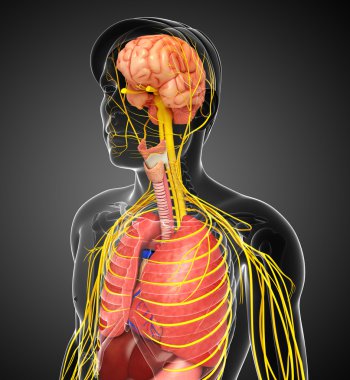 Sinir ve sindirim sistemi sanat erkek vücut