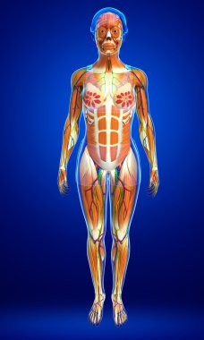 kadın kas anatomisi