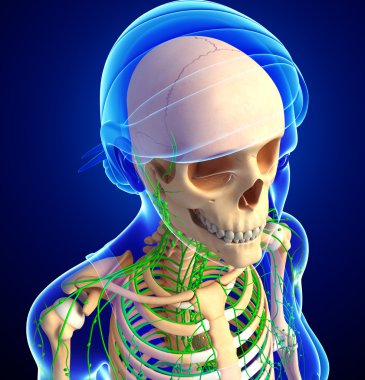 Lenfatik sistem kadın iskelet sanat