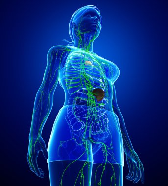 Kadın bedeninin lenfatik sistem