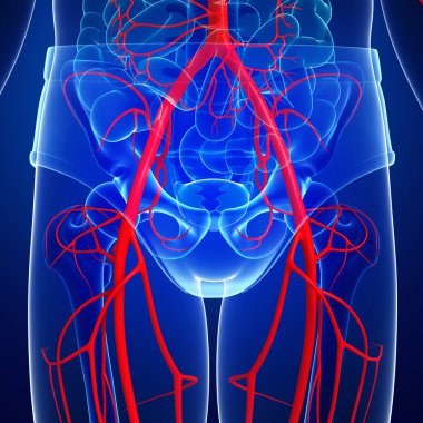 İnsan Arteryel sistemi
