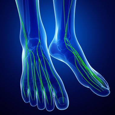 Lenfatik sistem insan vücudunun