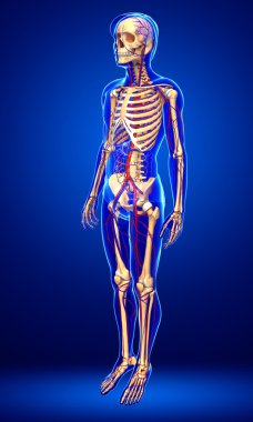 erkek iskelet dolaşım sistemi