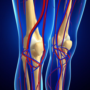 İnsan iskelet dolaşım sistemi