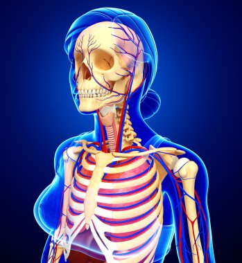 Dişi iskelet ve dolaşım sistemi