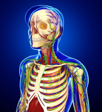 Lenfatik, iskelet, sinir ve erkek anat dolaşım sistemi