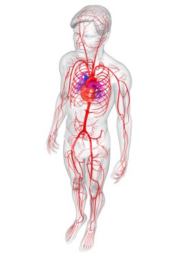 Erkek Arteryel sistemi