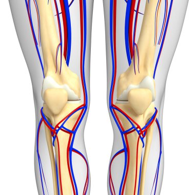 İnsan iskelet dolaşım sistemi