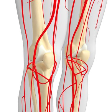 İnsan Arteryel sistemi