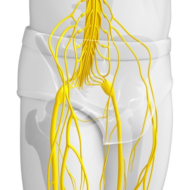 Erkek sinir sistemi sanat