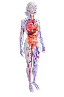 Sindirim ve dolaşım sistemi kadın bedeni