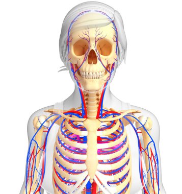 kadın iskelet dolaşım sistemi