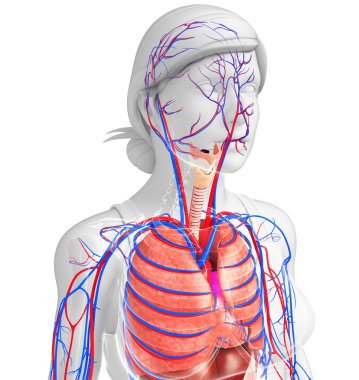 Kadın solunum sistemi sanat