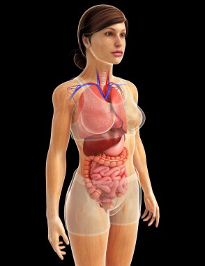 sindirim sistemi sanat