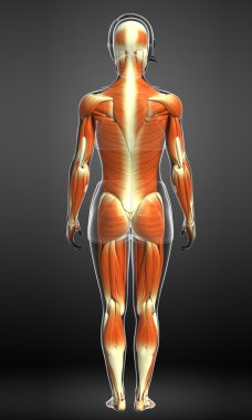 kadın kas anatomisi