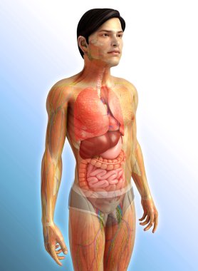 İnsan sindirim sistemi