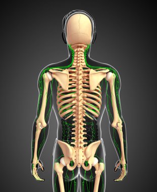 Lenfatik sistem erkek iskelet sanat