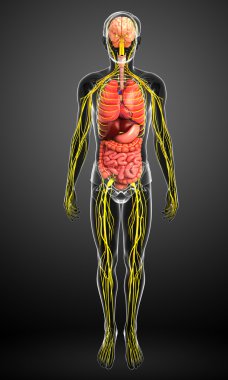 Sinir ve sindirim sistemi sanat erkek vücut