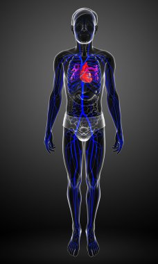 insan kalp anatomisi