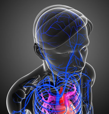 insan kalp anatomisi