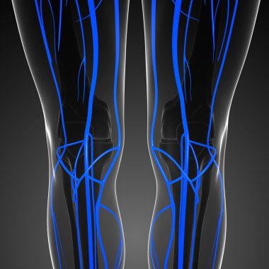İnsan diz dolaşım sistemi