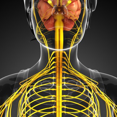 Kadın sinir sistemi sanat