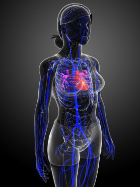 insan kalp anatomisi