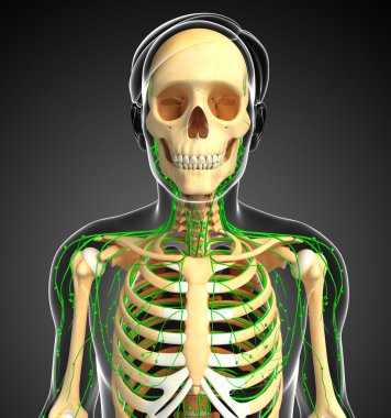 Lenfatik sistem erkek iskelet sanat