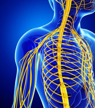 Erkek sinir sistemi sanat