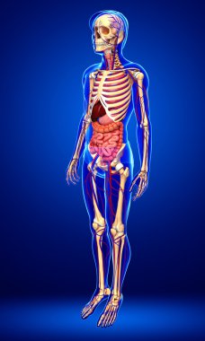 Erkek iskelet, sindirim ve dolaşım sistemi