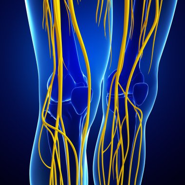 İnsan sinir sistemi sanat